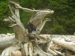 DSCN0950.jpg