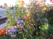 IMG_2697.jpg